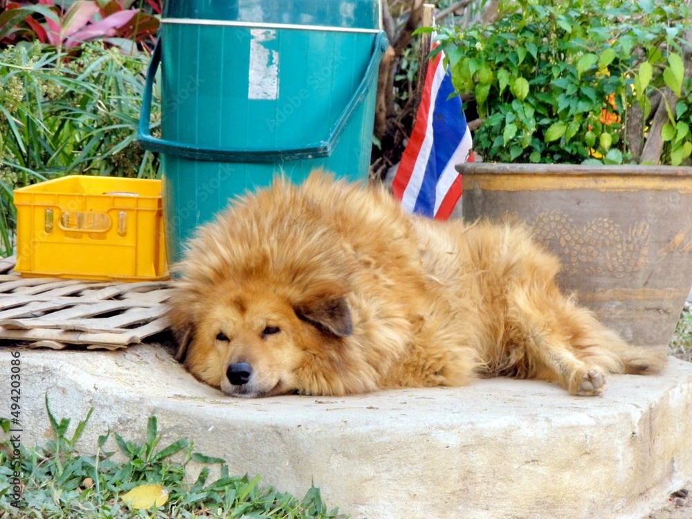 Fototapeta premium Fluffy Dog Travel Picture Tired Cute Hairy Pet Tourism Sleepy Puppy Portrait