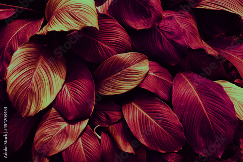 tropical leaves, dark nature background, toned process © pernsanitfoto