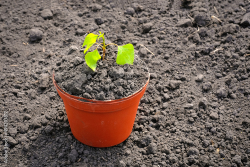 Growing seedling in a pot on the soil. The concept of environmental care