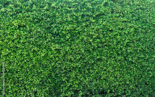 Green leaves wall panorama for art work and backdrop design nature theme photo