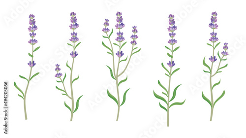 Lavender in watercolor style vector illustrations set. Beautiful purple flower, lavendar or lavander isolated on white background. Plants, botany, decoration concept for greeting cards or postcards