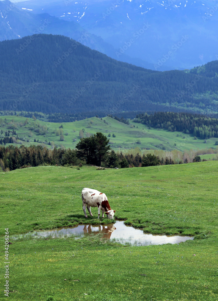 Fototapeta premium Producers dealing with agriculture and animal husbandry are having a hard time due to increasing expenses.Turkey