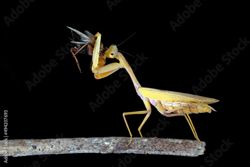 The Golden Asian Praying mantis is eating its prey. This species is one of the largest mantids.  photo