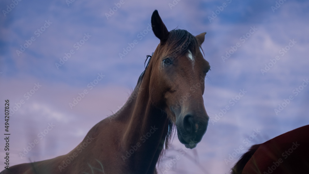 Obraz premium Horse at Dusk