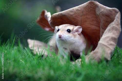 Canvas Print Gerbil are very popular pets because they are cute, clean, and not aggressive