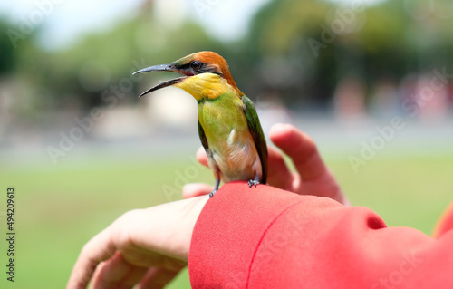 Pet bird. Bird perched on hand