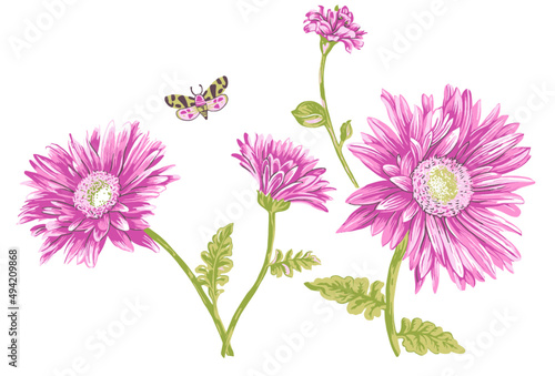 Vector illustration of pink chrysanthemum isolated on white background