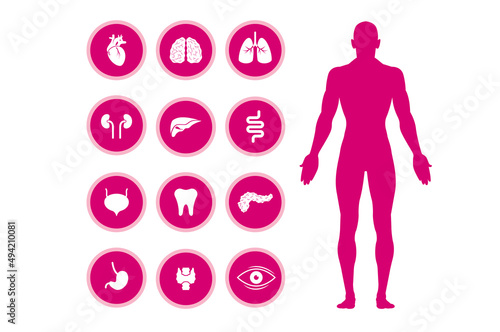  icone, organi, umani, corpo umano, 