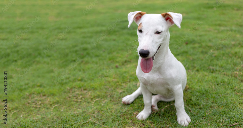 mini white Jack russel puppy dog potrait on green grass background mini white Jack russel puppy dog potrait on green grass background