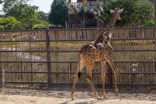 Canvas Print giraffe in the park