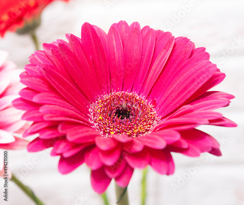 Close up of bright pink gerbera flower petals and stamens