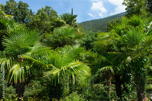 Dense tropical green forest with palm trees. Tropical jungle landscape. Bright green vegetation against blue sky. Gagra Garden  Abkhazia - botanical garden on the tropical seashore