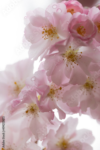 Fototapeta Naklejka Na Ścianę i Meble -  Light pink sakura cherry blossom close up macro