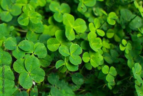 green clover leaves background with some parts in focus