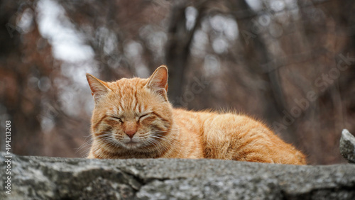 Photography Great wild yellow cat captain, force, relaxation, body structure, handsomeness,