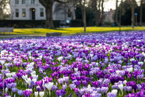 Flower bed of blooming bulbs: purple, lilac, violet, and white crocuses in Kenaupark park of Haarlem, the Netherlands, early spring, Crocus vernus Striped Beauty, close up