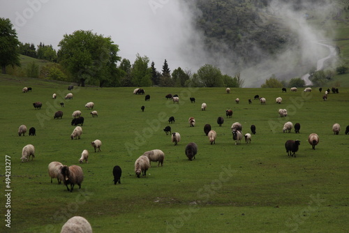  sheep grazing on the green meadows with mountains in backdrop.artvin .Turkey © murat