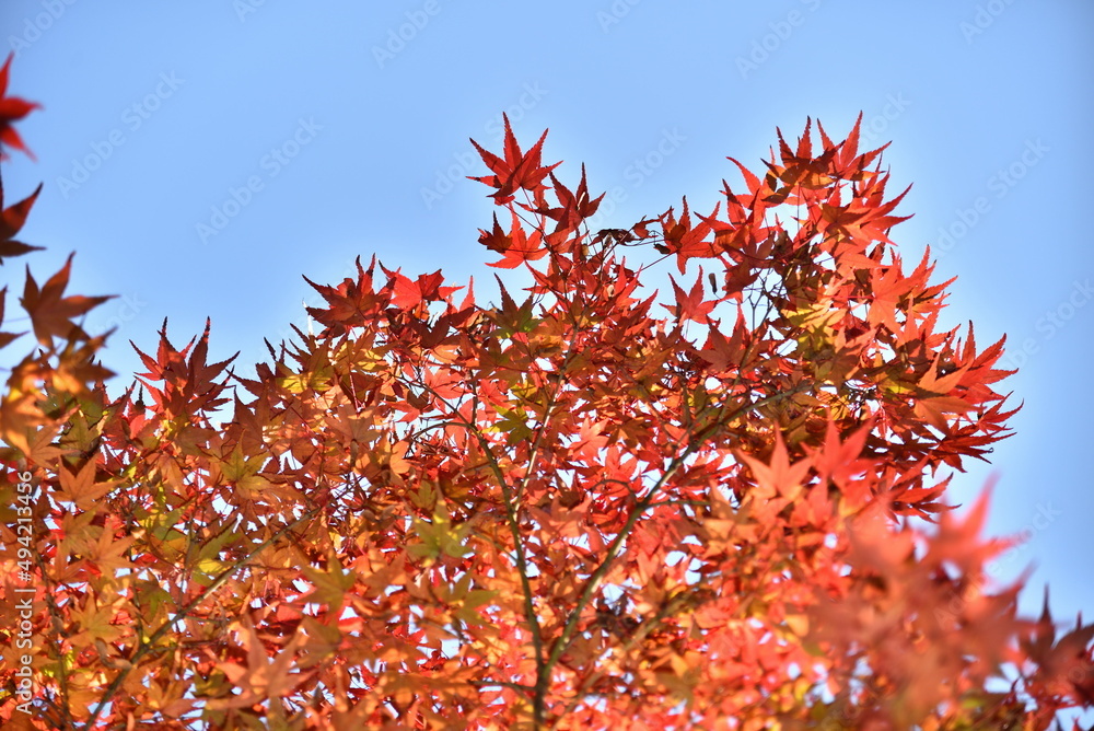 紅葉