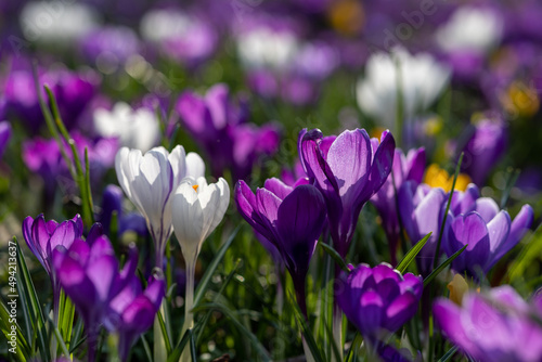 Flower bed of blooming bulbs, purple yellow and white crocuses in the park of Haarlem, the Netherlands, in spring