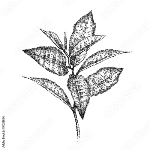 Branch of leaves tea matcha. Realistic green tea leaves, sprig. Sketch of tea plant. Illustration in bitmap pointillism style. Hand-drawn vector.