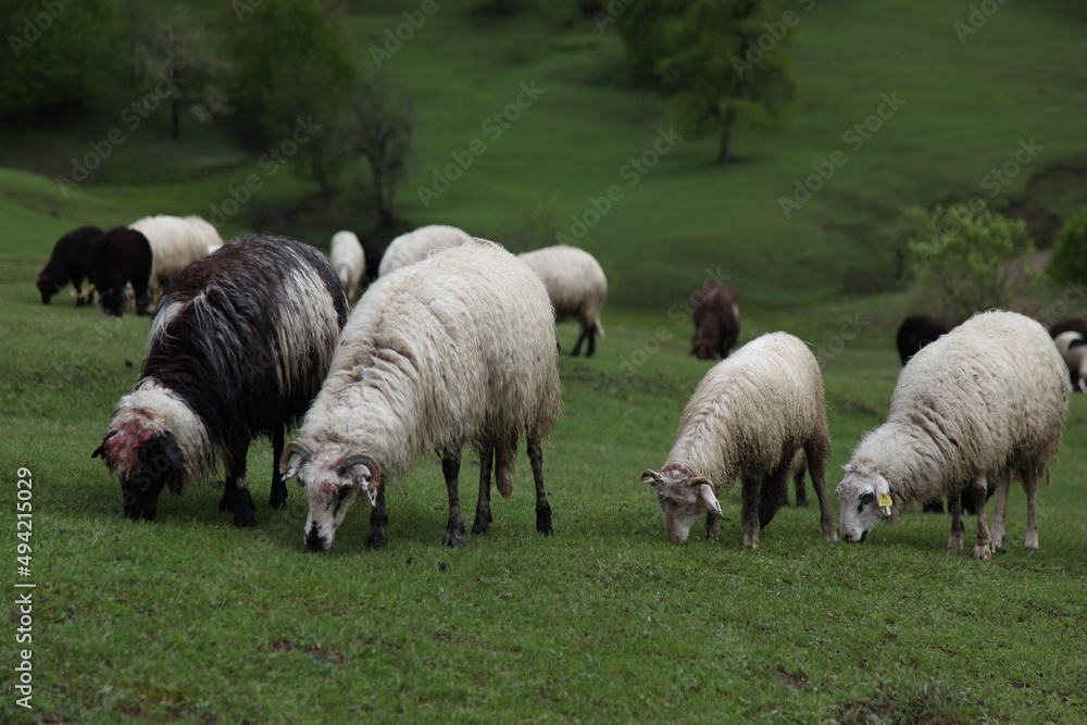 Obraz premium sheep grazing on the green meadows with mountains in backdrop.artvin .Turkey