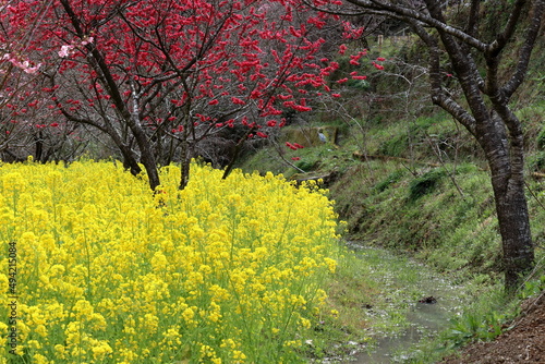 色彩豊かな花々 散策路から望む （高知県 香南市 西川花公園）