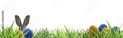 banner easter bunny peeking through blue and yellow eggsand green grass isolated osterhase- copy space 