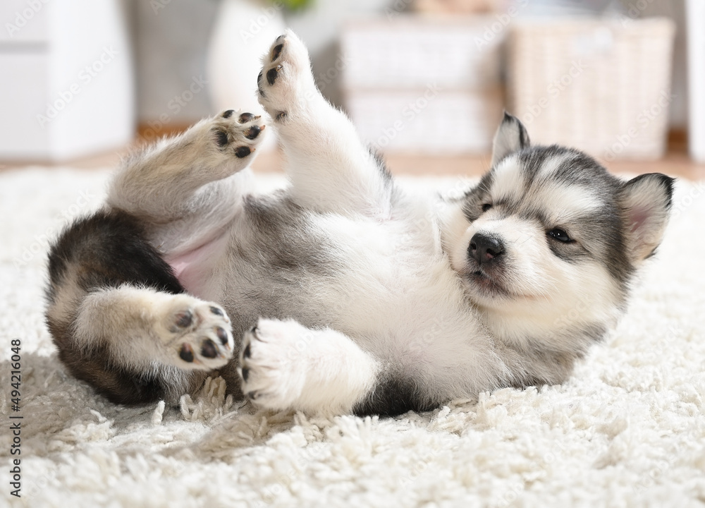 Cute Alaskan Malamute puppy frolics on the carpet in the living room Cute Alaskan Malamute puppy frolics on the carpet in the living room