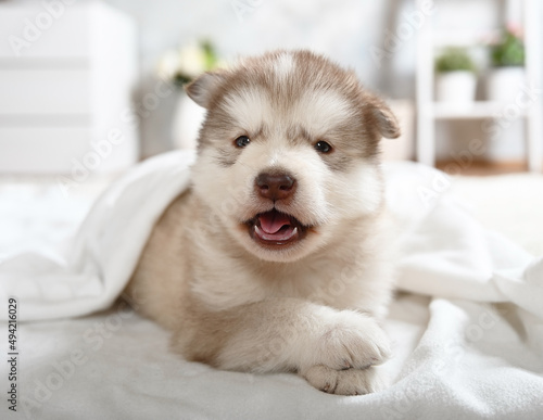 Lovely Alaskan malamute puppy lying under a blanket in the room