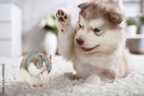 Fototapeta Naklejka Na Ścianę i Meble -  Small Alaskan malamute puppy plays with a gray rat on the carpet in the living room