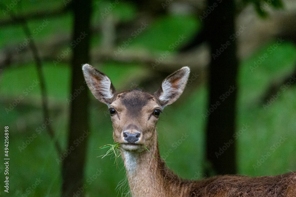 Fallow Deer Fallow Deer