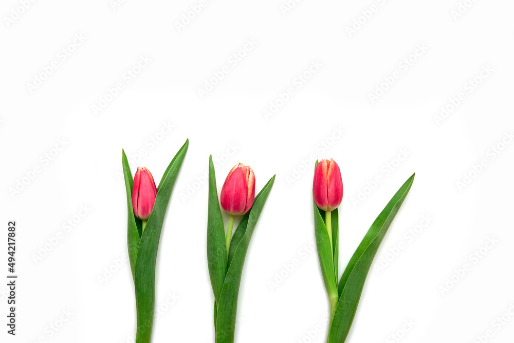 Beautiful yellow and red tulip flowers lie on a white background. Isolate, space for text, top view. Gift for a holiday to a woman and a girl. Beautiful yellow and red tulip flowers lie on a white background. Isolate, space for text, top view. Gift for a holiday to a woman and a girl.