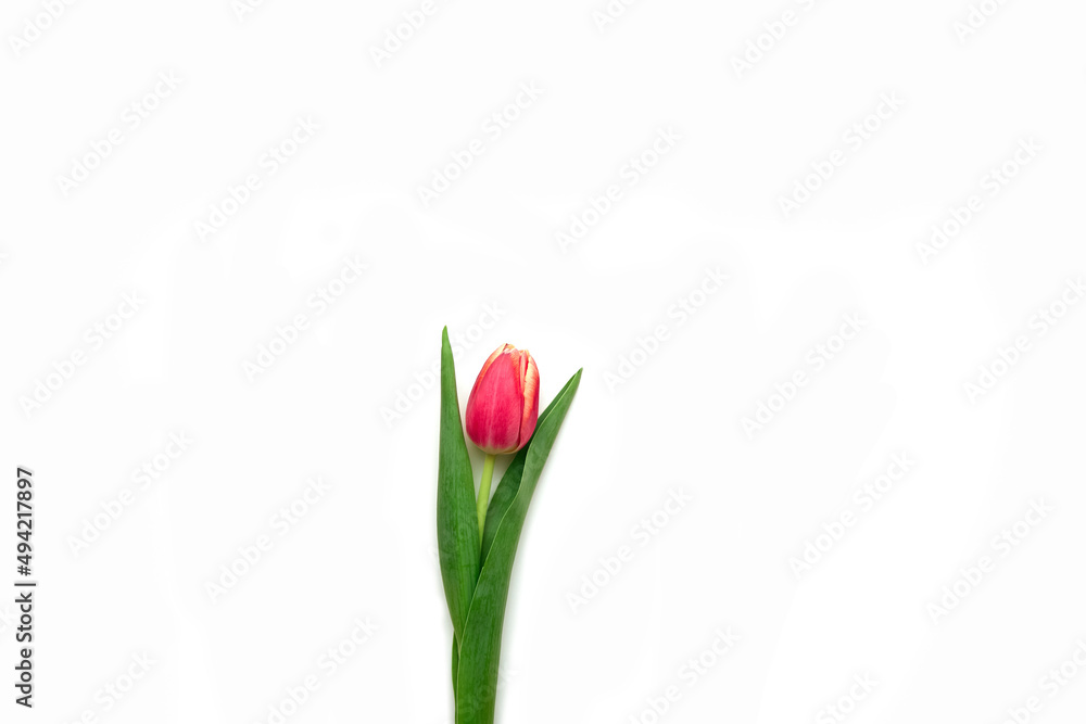 Beautiful yellow and red tulip flowers lie on a white background. Isolate, space for text, top view. Gift for a holiday to a woman and a girl. Beautiful yellow and red tulip flowers lie on a white background. Isolate, space for text, top view. Gift for a holiday to a woman and a girl.