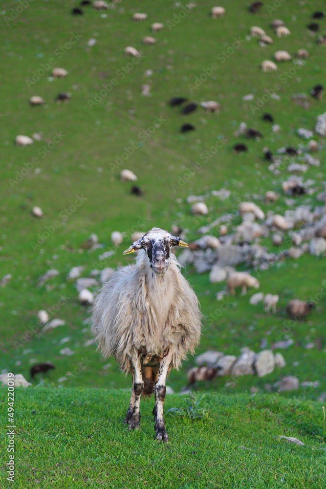 Obraz premium amazing spring landscapes on a sunny day.ARTVİN.TURKEY