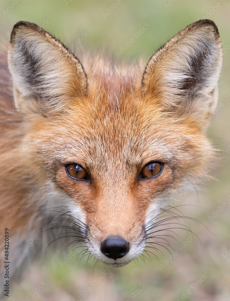 Red fox (Vulpes vulpes) portrait closeup near Ottawa, Canada