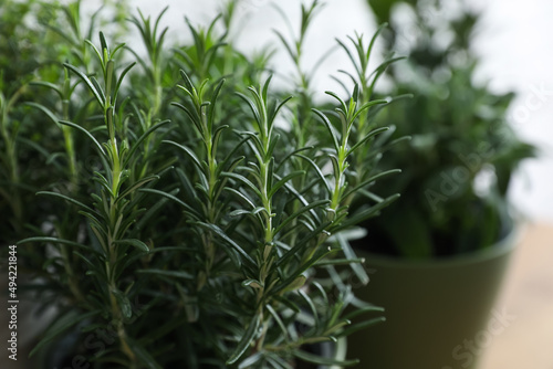 Aromatic rosemary plant on blurred background  closeup