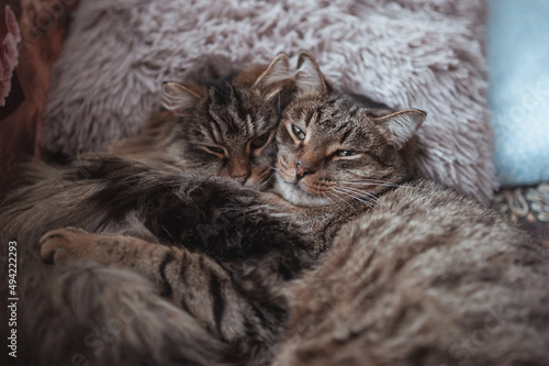 Cute tabby cats are resting on the sofa 