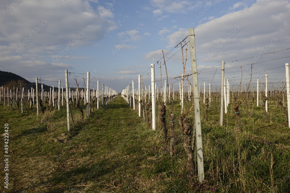 Obraz premium Still empty vineyard in the twilight, cold March afternoon (horizontal), Gimmeldingen, RLP, Germany