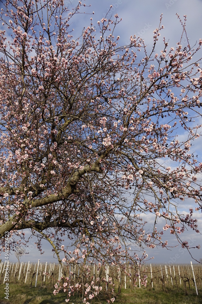 Almond tree (Prunus dulcis) in early blossom under a cloudy march sky in front of an empty vineyard (vertical), Gimmeldingen, RLP, Germany Almond tree (Prunus dulcis) in early blossom under a cloudy march sky in front of an empty vineyard (vertical), Gimmeldingen, RLP, Germany