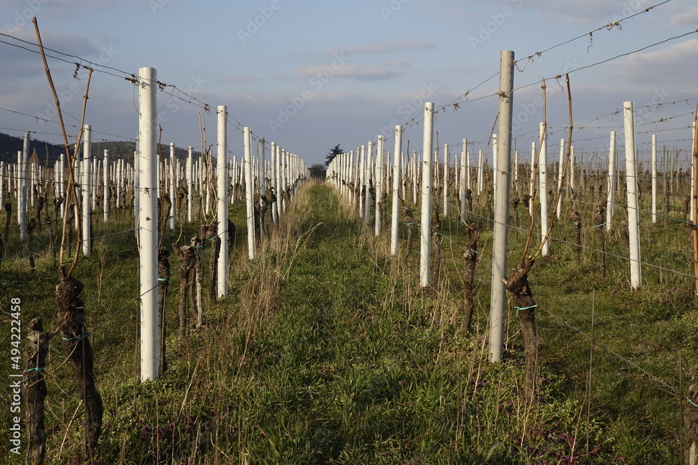 Fototapeta premium Still empty vineyard in the twilight, cold March afternoon (horizontal), Gimmeldingen, RLP, Germany