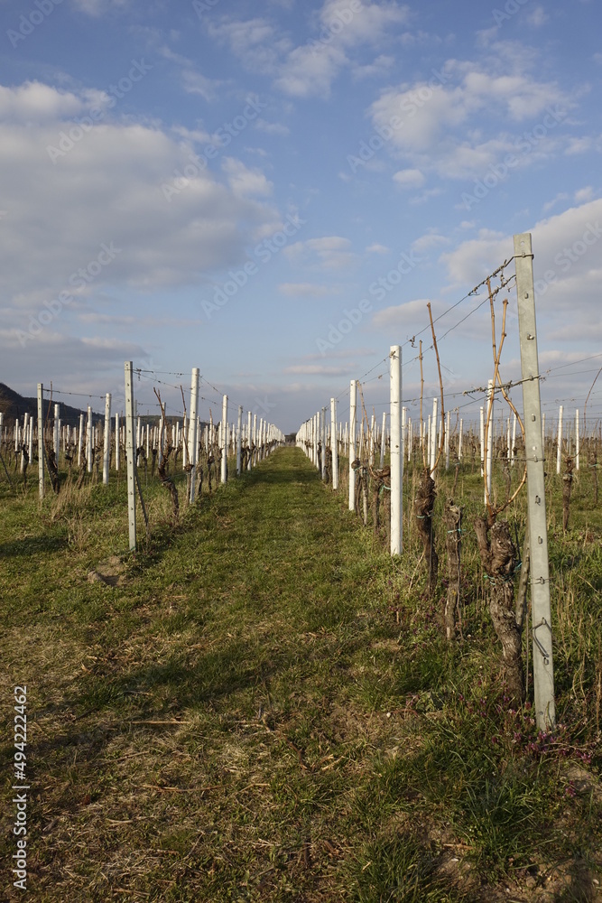Obraz premium Still empty vineyard in the twilight, cold March afternoon (vertical), Gimmeldingen, RLP, Germany