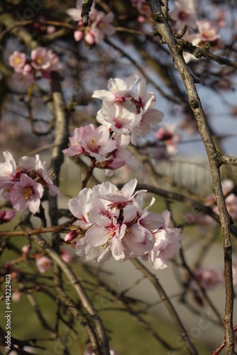 Beautiful almond blossom (Prunus dulcis) in early stage, concept: spring, romance, end of winter (vertical), Gimmeldingen, RLP, Germany © Jens