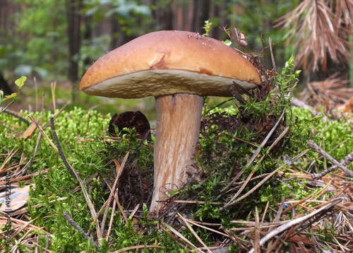 A boletus in the moss on the background of the forest