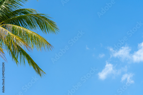 Palm tree with blue sky and cloud