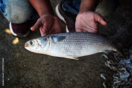 Fototapeta Naklejka Na Ścianę i Meble -  Big mugil mullet fish in hand in nice blur background