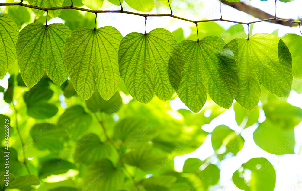 Fresh green leaves on the spring tree Fresh green leaves on the spring tree