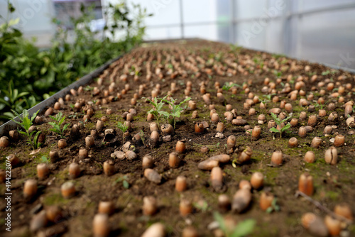 Quercus robur sprouting acorns in greenhouse