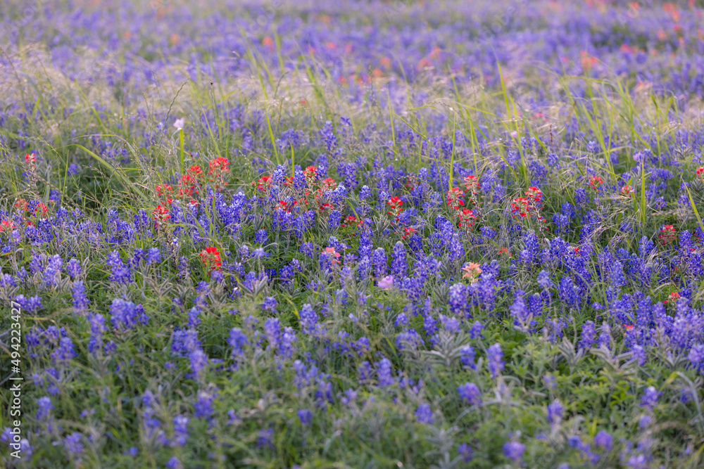 Obraz premium Bluebonnet fields in Texas hill country Near Brenham. Spring wildflower meadows,indian paintbrush.