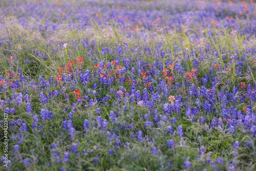 Bluebonnet fields in Texas hill country Near Brenham. Spring wildflower meadows,indian paintbrush.