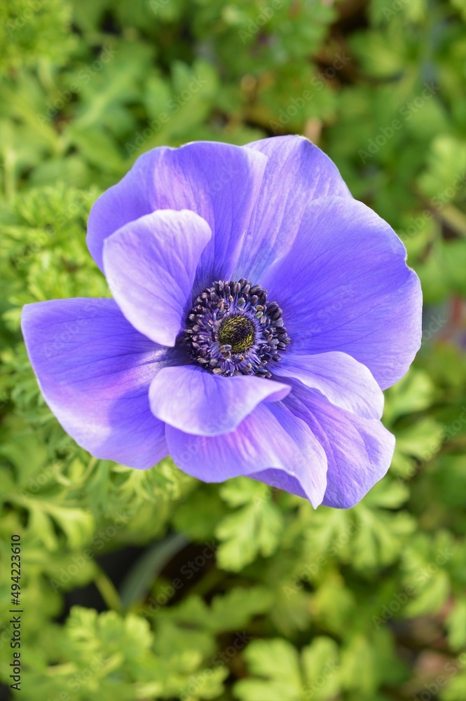 アネモネ　Anemone coronaria　ボタンイチゲ（牡丹一華）　青紫色